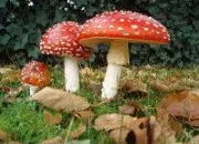 Quiz Les champignons en culture gnrale