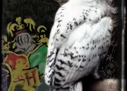 Quiz Les animaux de compagnie dans 'Harry Potter'