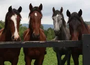Quiz Devine les races de chevaux