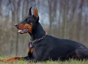 Quiz Le dobermann