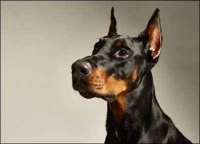 Le dobermann fait partie de quel groupe ?