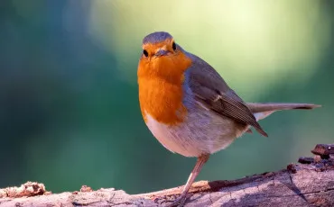 Quiz Animaux