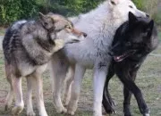 Quiz Connais-tu bien les loups ?