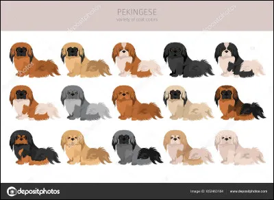 Quelle est ta couleur préférée sur un chien ?