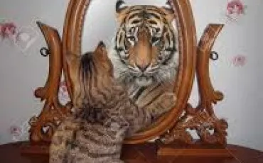 Quiz Animaux