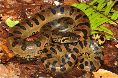 Quel est le nom de ce serpent géant, considéré comme le plus massif du monde qui vit dans les eaux d'Amérique du Sud ?