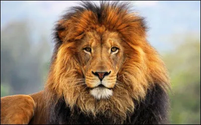 Que suis-je en tant qu'animal ?