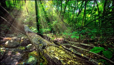 Aimes-tu aller dans la nature ?