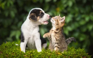 Quiz Animaux