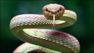 Pour commencer, voici une question facile : quel est cet animal ?
