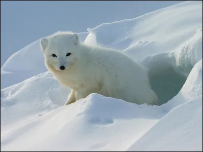 Le renard polaire est un renard de la famille des...