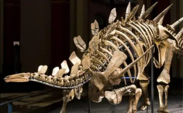Quiz Dinosaures