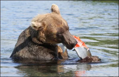 L'ours est meilleur pour chasser que pêcher.