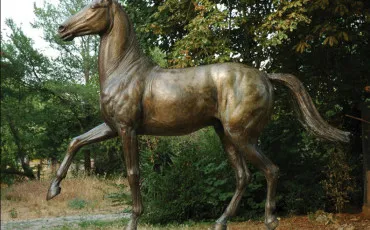 Quiz Chevaux