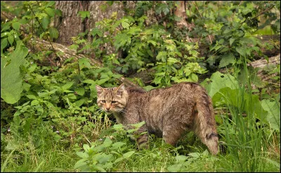 Vrai ou faux ? Les chats sauvages peuvent êtres roux.