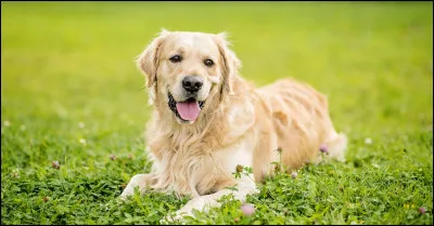 Le saviez-vous ? Le golden retriever est une race canine originaire de Belgique.