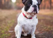 Quiz Le bouledogue franais