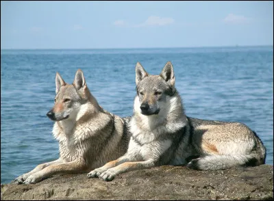 De ton point de vue, comment vois-tu les loups ?