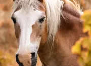 Quiz Galop 2