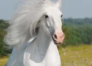 Quiz Les mors de filet - Galop 4