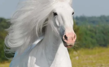 Quiz Galop 4