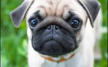 Quiz Chiens