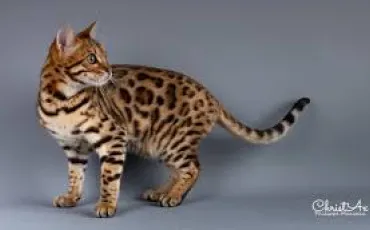 Quiz Littrature, posie