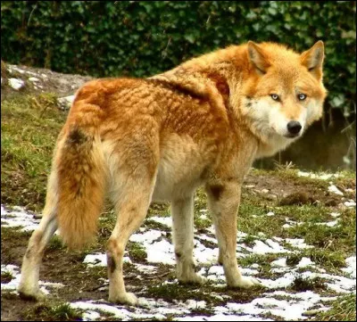 Veux-tu être un Alpha ?