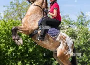 Quiz Rvise ton Galop 2 !