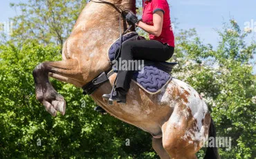 Quiz Galop 2