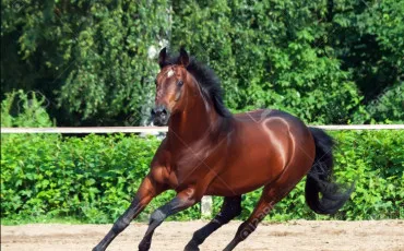 Quiz Galop 2