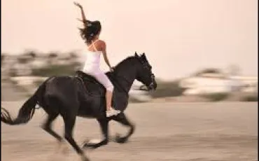 Quiz Equitation