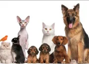 Test Quel animal de compagnie es-tu ?