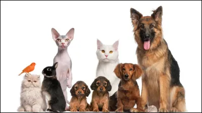 D'abord, quel animal préfères-tu ?