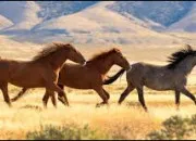 Quiz Galop 7