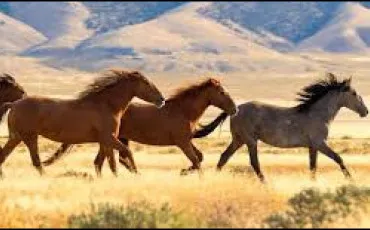 Quiz Equitation