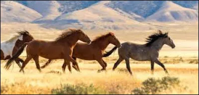 Quelle hauteur minimum faut-il savoir sauter au galop 7 ?