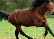 Quiz Les robes (cheval)