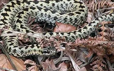 Quiz Serpents