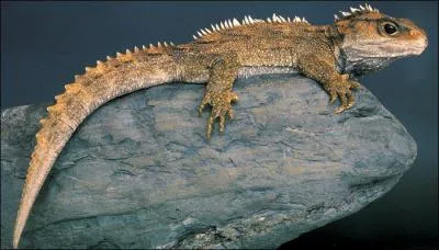 Je suis considr comme un fossile vivant (ou espce panchronique) :