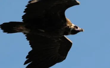 Quiz Rapaces