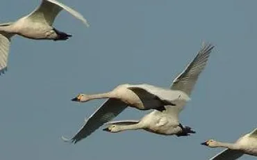 Quiz Canards