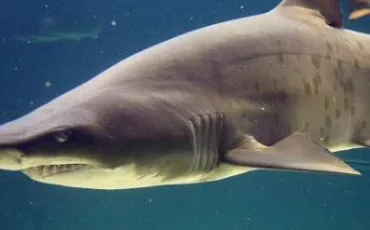 Quiz Requins