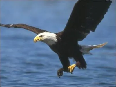 Quel est cet animal ?