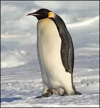 Quel est cet animal polaire ?