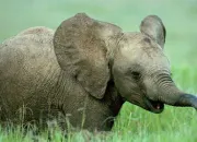Quiz Quel est ce bb animal ?