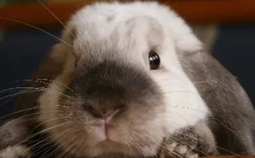 Quiz Lapins