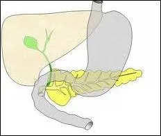 Comment se nomme l'organe de forme allonge, prs de l'estomac ?