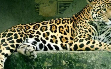 Quiz Felins