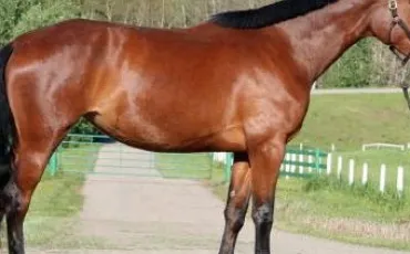 Quiz Galop 1
